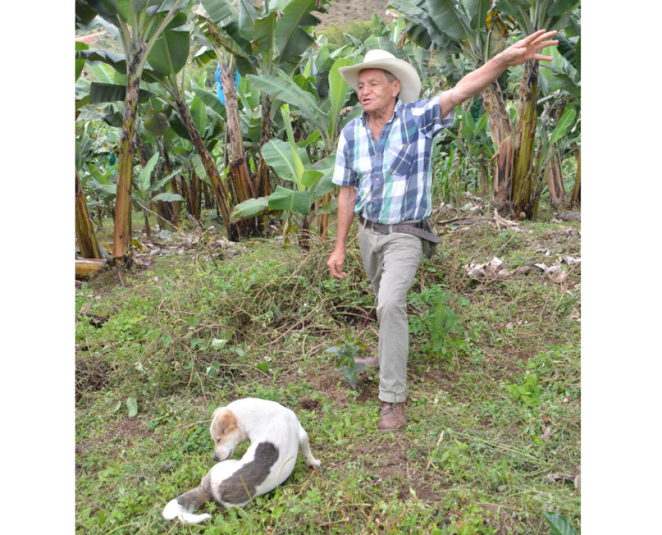 Varios cafeteros cuestionaron la opción de sembrar otras especies de café en Colombia, después de consolidar una calidad por la que el país es reconocido en el mundo.
