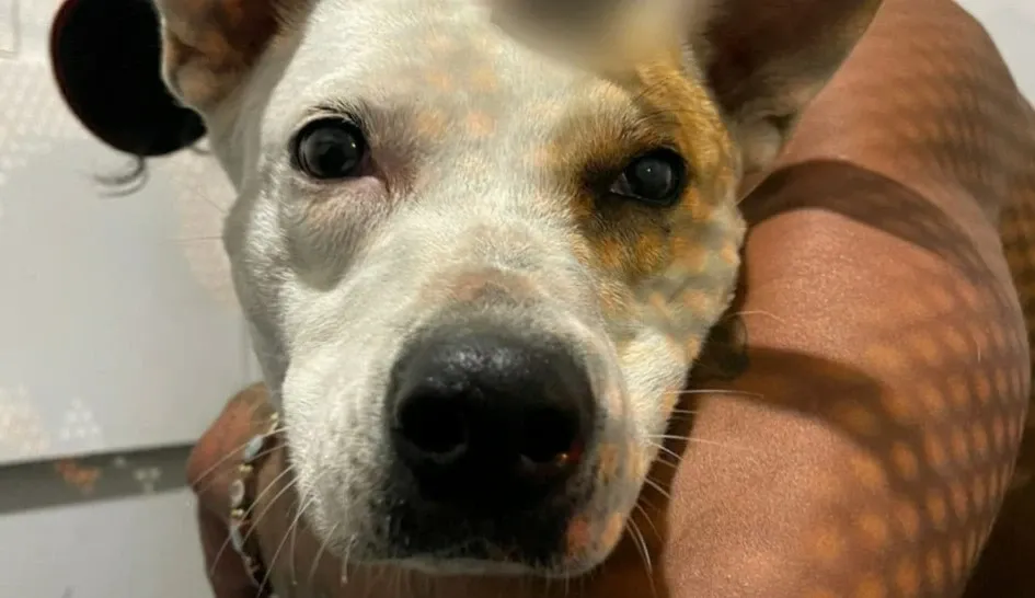 La perra la mantienen sedada y en delicado estado de salud.