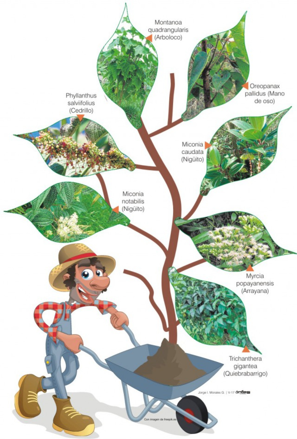 Cultivos en laderas, pequeños y protectores