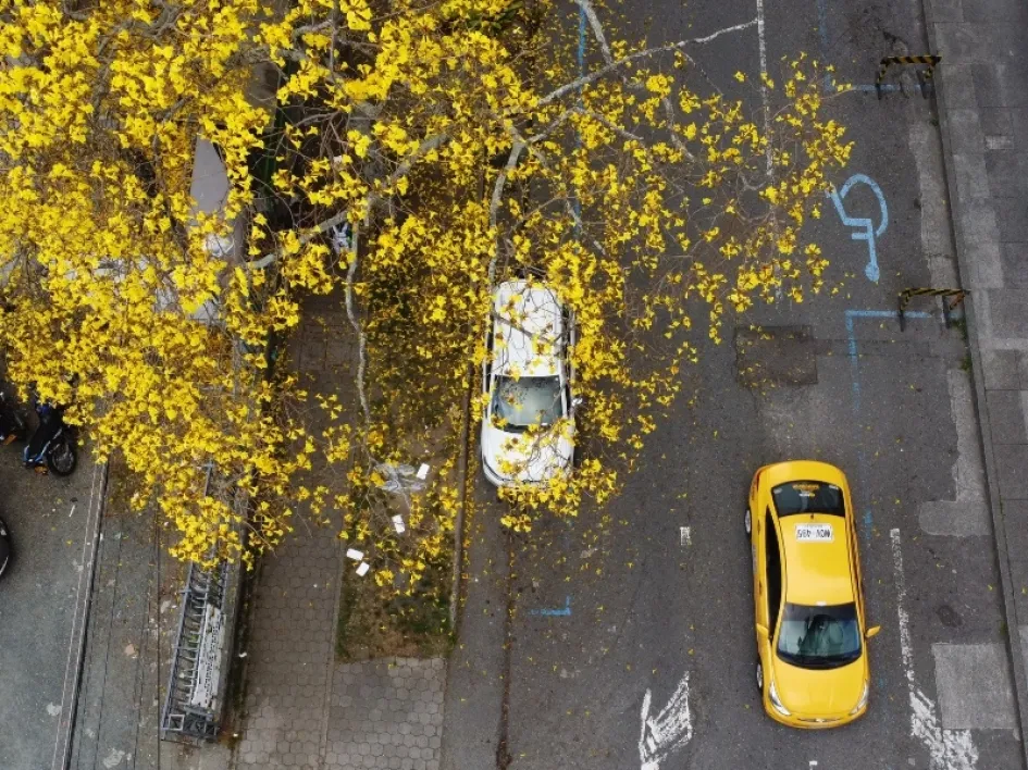 El gris del asfalto en la calle 53B, en El Triángulo, se tiñe cada año con el techo amarillo de estas flores.