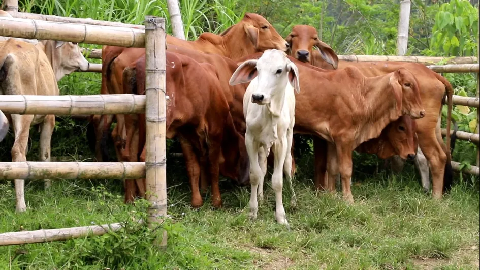Estos son los animales recuperados por la Policía Metropolitana de Manizales y Villamaría. 