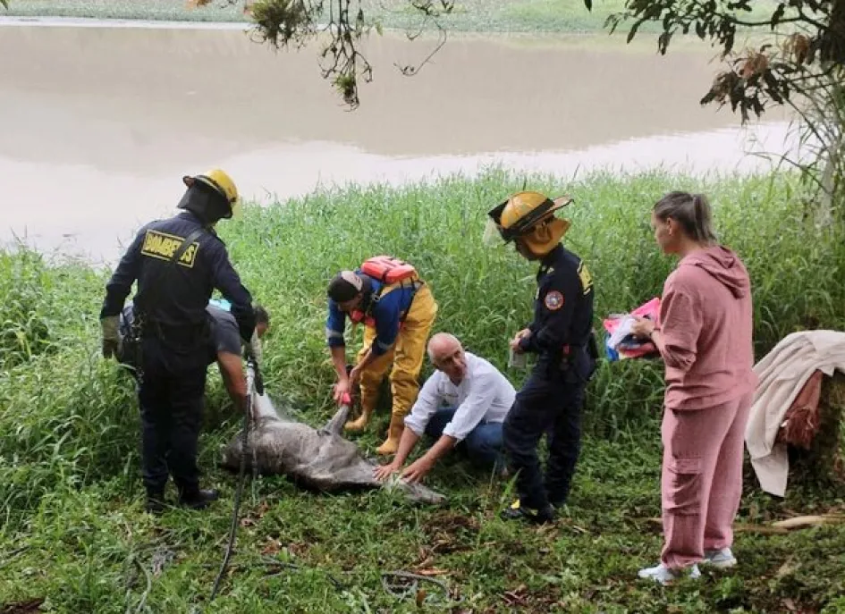 Este es el animal rescatado. 