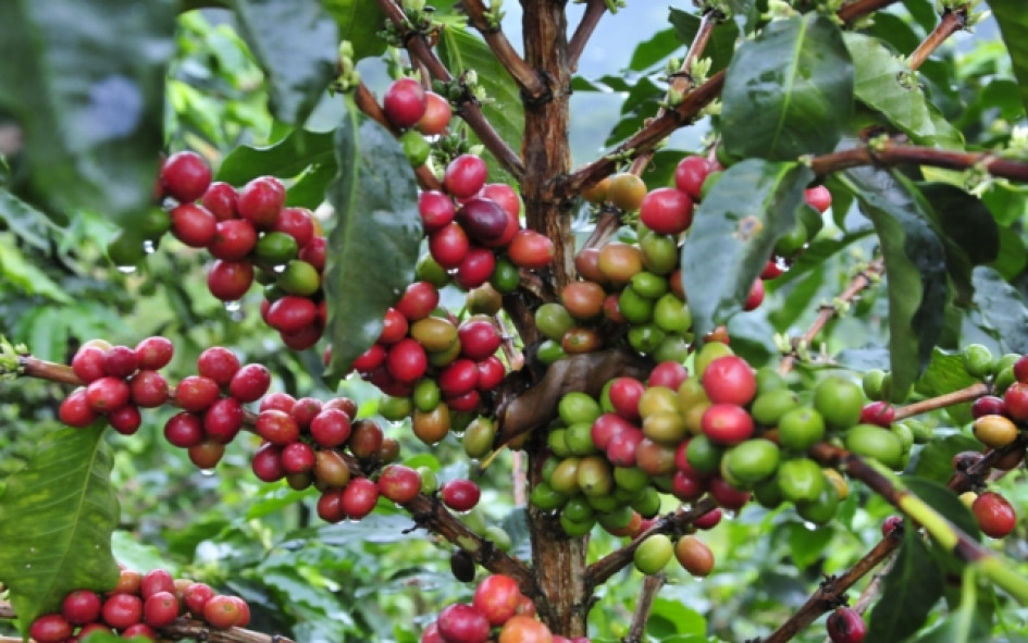 La producción de café en Colombia cayó 10% en los últimos 12 meses