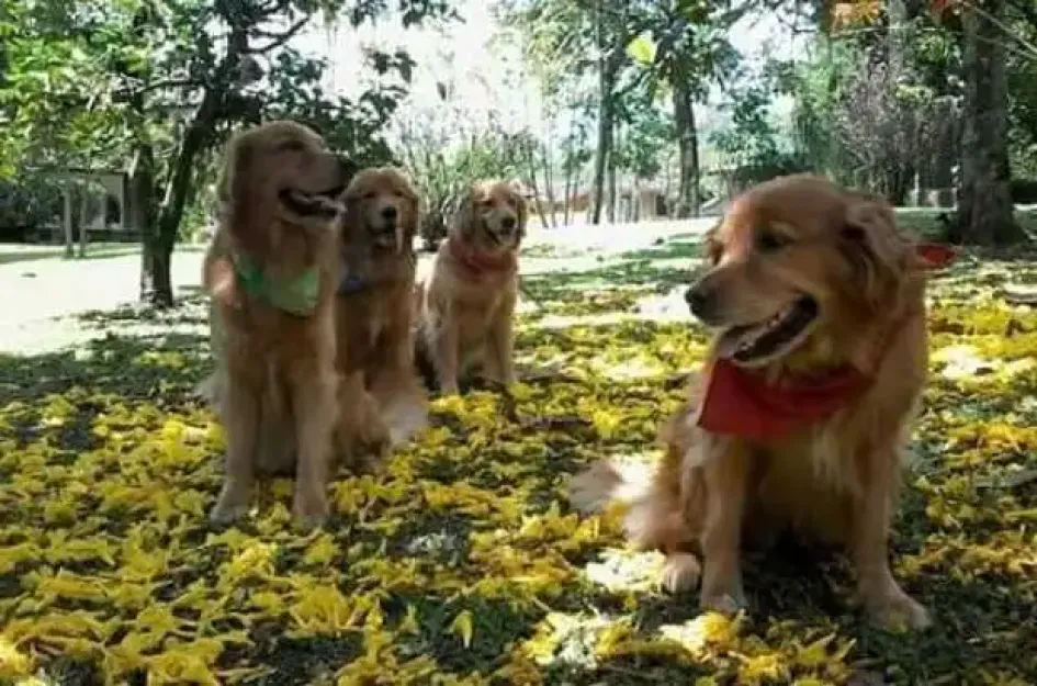 Conozca cómo cuidar sus mascotas en verano