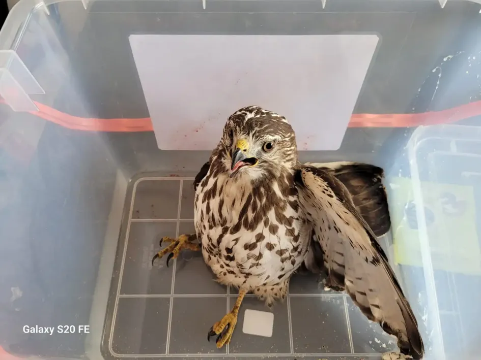gavilán aliancho (Buteo platypterus) rescatado en Marquetalia.