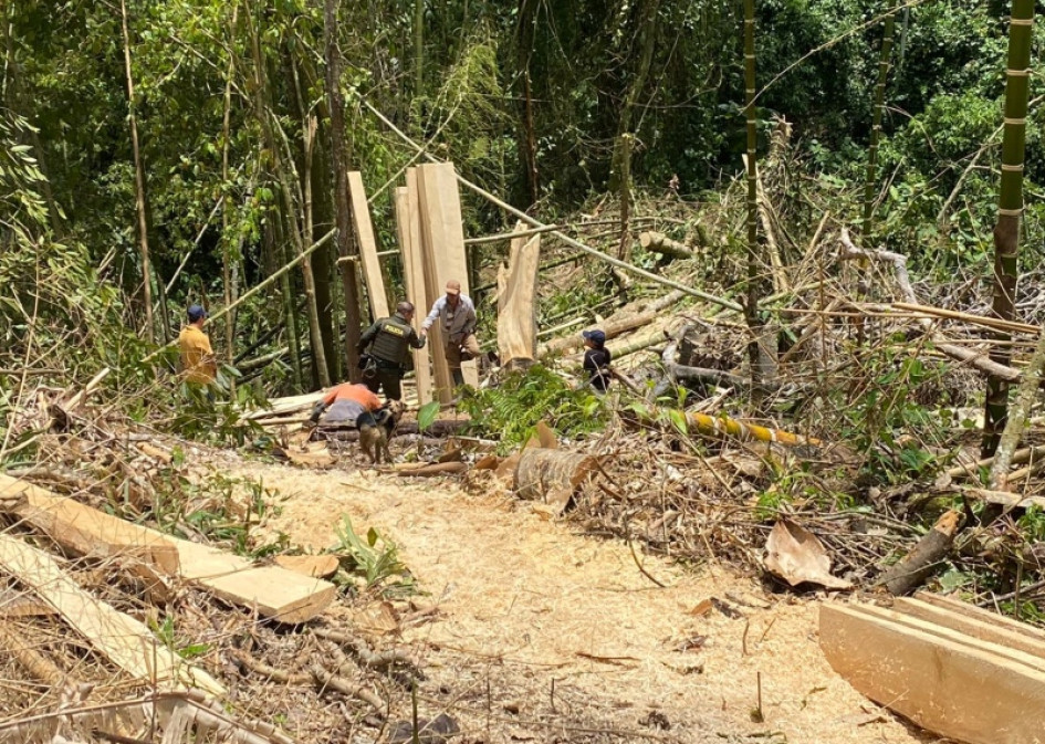El sujeto taló la madera en una zona protegida en La Merced.