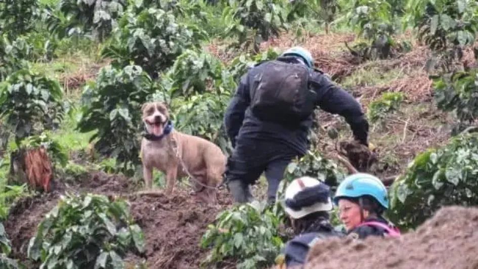 La llegada de los caninos de rescate en deslizamiento en Salamina. 