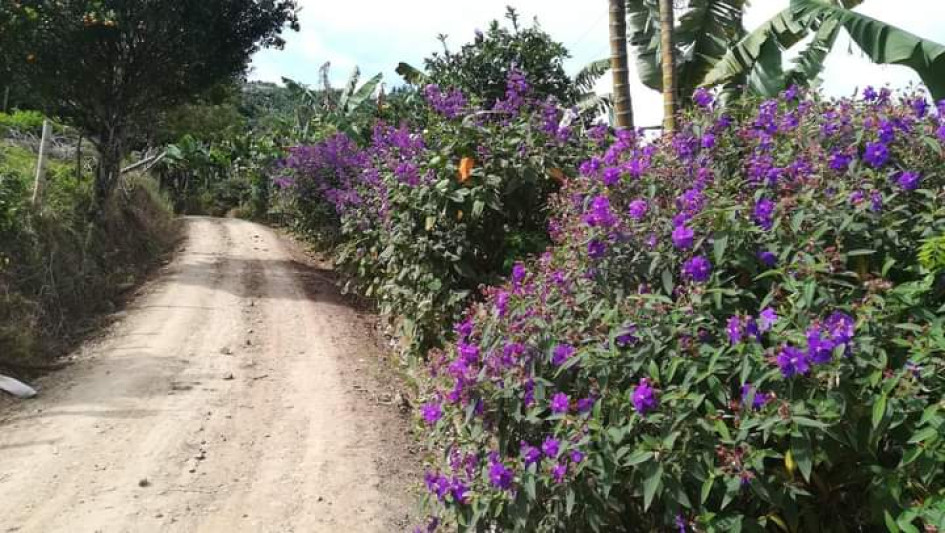 Sector del robo, en la vereda La Albania.