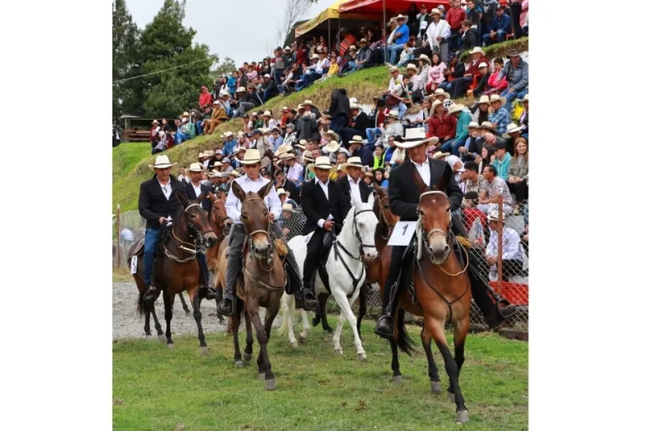 Los mulares participantes en exhibición para el público.