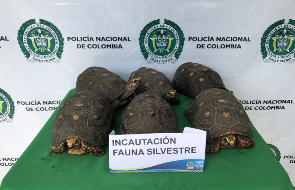 Estas son las tortugas recuperadas.