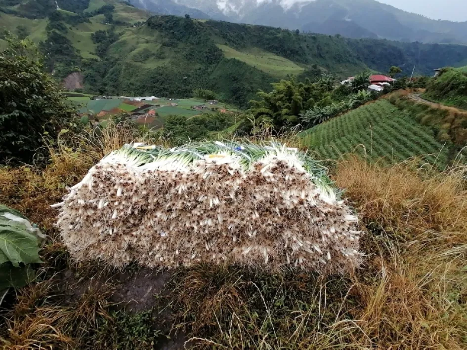 El Plan de los Cipas es conocido así por la tradicional familia Cipagauta, que generación tras generación ha mantenido el cultivo de la cebolla y otras hortalizas.