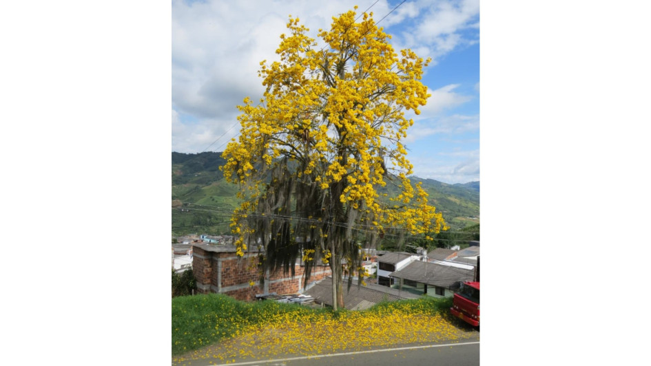 Habitantes de Anserma solicitan a las autoridades realizar trabajos de jardinería a los árboles del municipio.