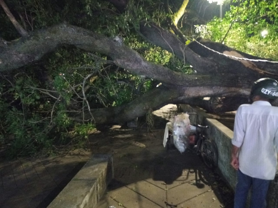 El árbol que cayó sobre varios transeúntes este sábado en el parque Santander de La Dorada.