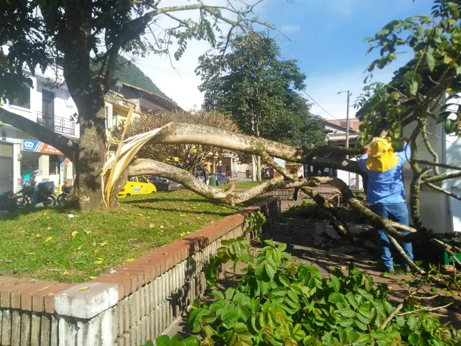 El árbol que se cayó en el parque La Candelaria de Riosucio. 
