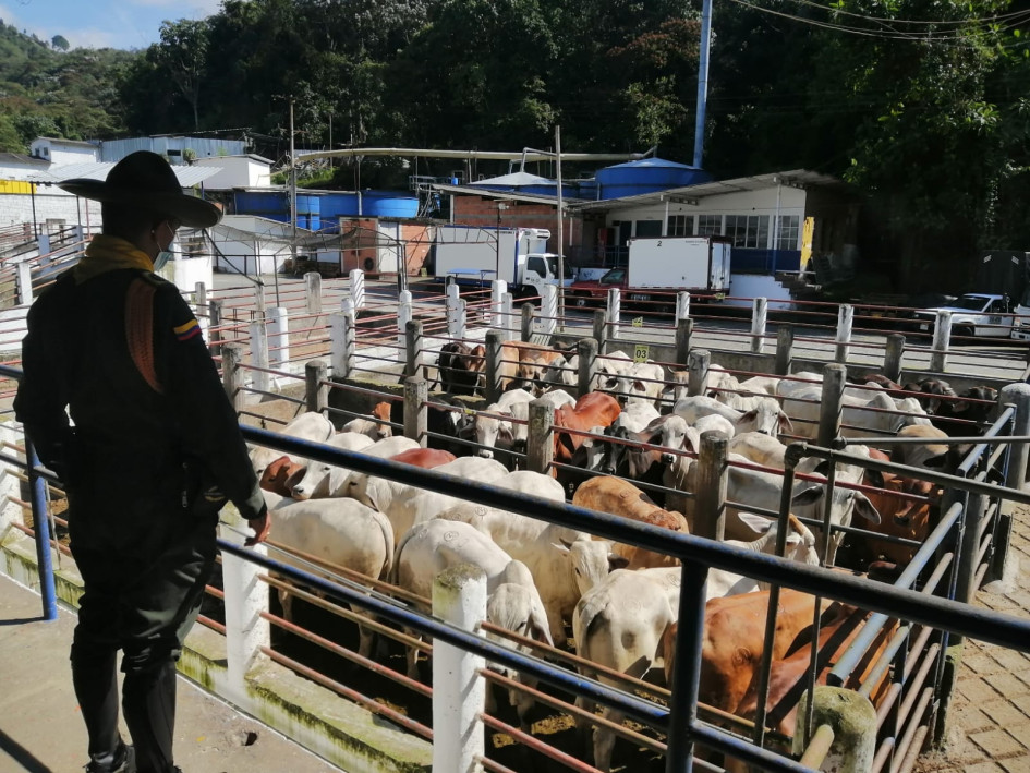 El abigeato se redujo.