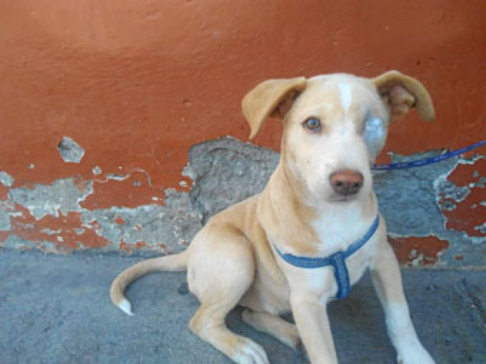 Avispas lo dejan tuerto