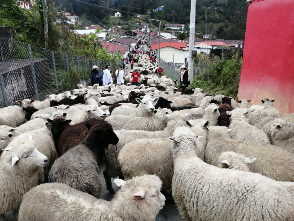 El desfile de ovejas es de los eventos más representativos de Marulanda, durante las Fiestas de la Lana.