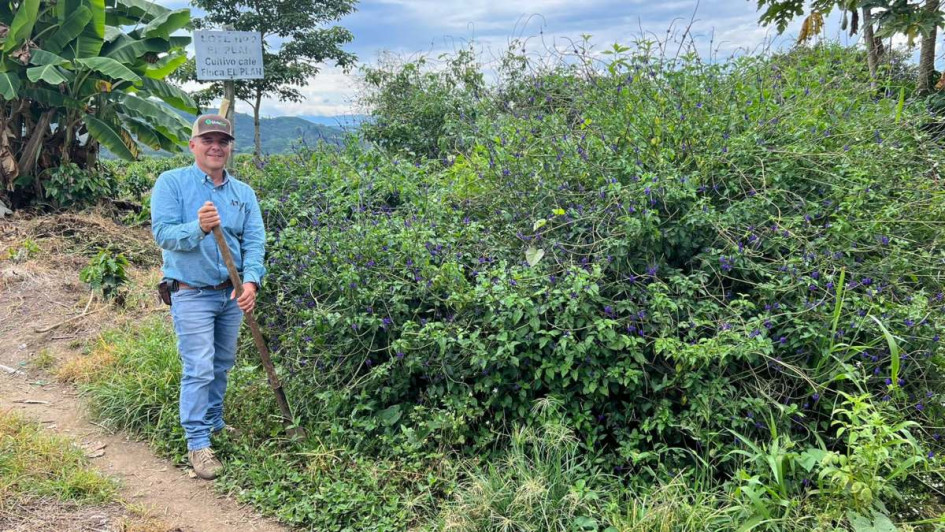 Fotos | Cortesía | LA PATRIA  En la foto, siembra de café orgánico en Caldas. También se están sembrando aguacate hass y cítricos.