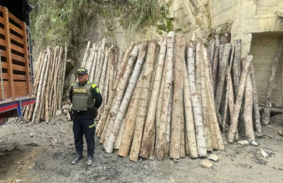 Los campesinos talaron dos especies de árboles sin autorización, entre esas, guaduas.