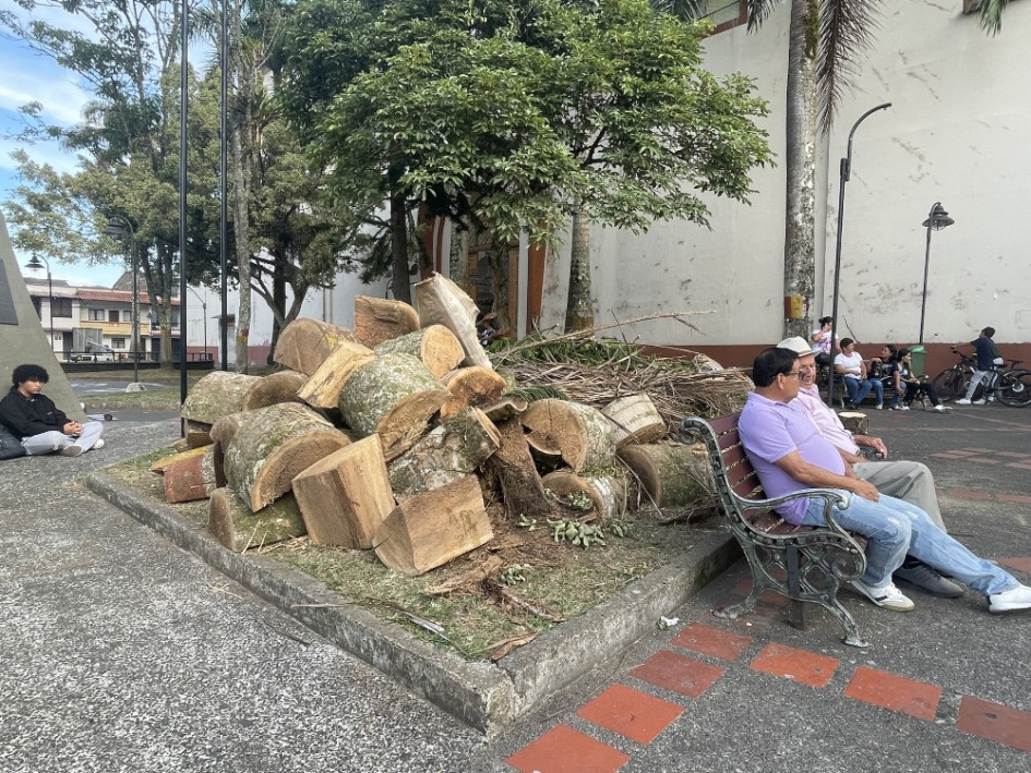 Buscaban refugio en las sombras que daban las palmas, pero ya no está.