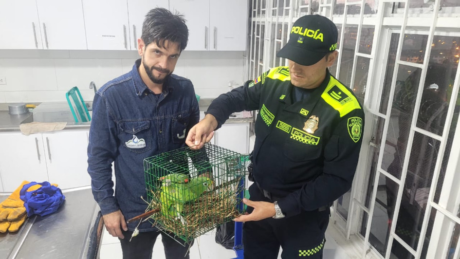 La entrega de las loras rescatadas a funcionario de Corpocaldas. 