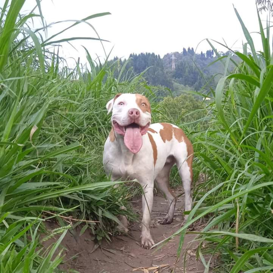 A Tara la hallaron muerta en el ingreso a Pácora, pero denuncian que su deceso se dio saliendo de Aguadas.
