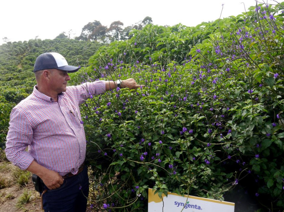 La Operación Polinizadores busca mejorar la calidad y rentabilidad de las cosechas, a través de la siembra de corredores biológicos. En la foto Juan José Castaño, caficultor de la finca El Plan. Observa una de barrera viva, la verbena morada.