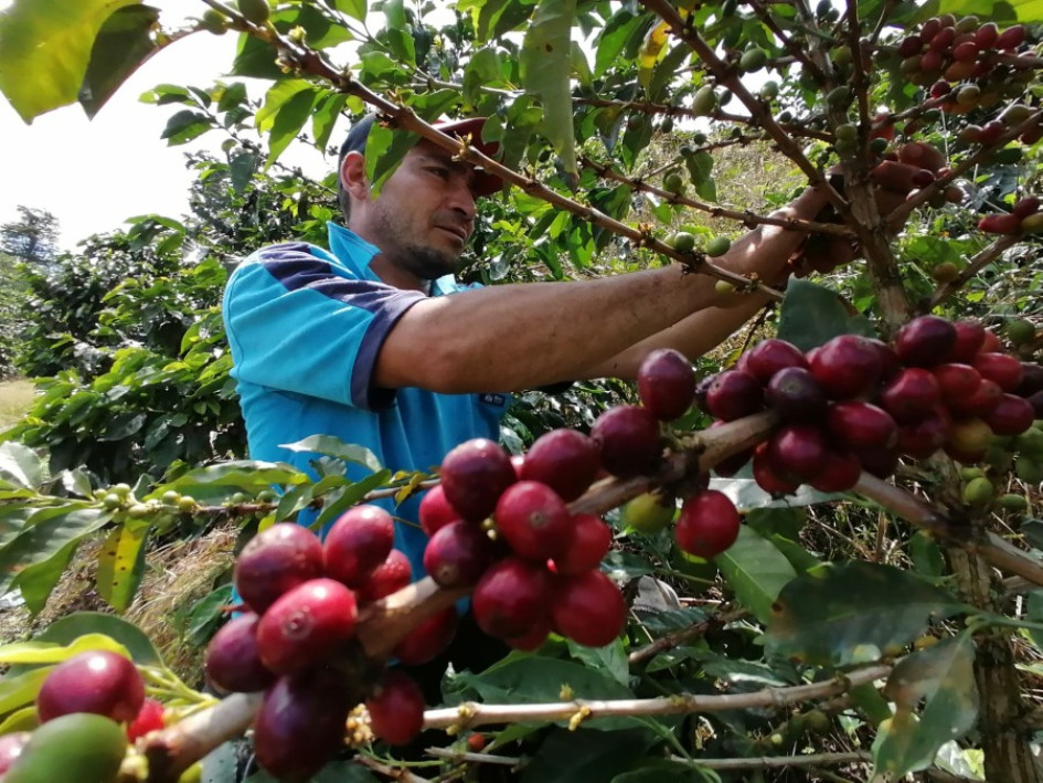 A partir de hoy y hasta el viernes se efectuará el 92.º Congreso Cafetero en Bogotá.