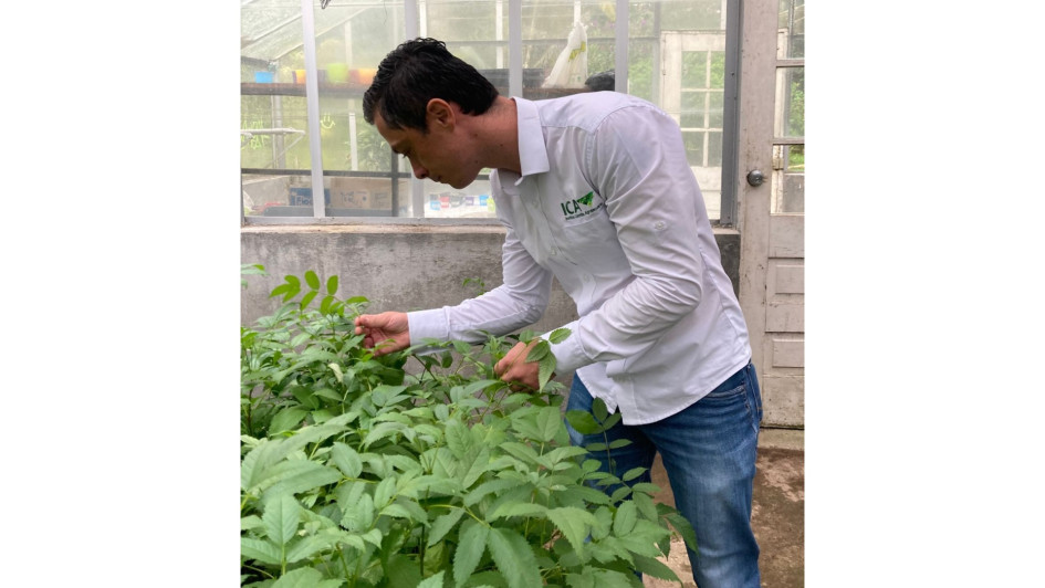 Adrián Felipe Cardona, profesional de apoyo para el Programa de Viveros y Semillas de ICA, revisa las especies en el vivero de la Universidad de Caldas.