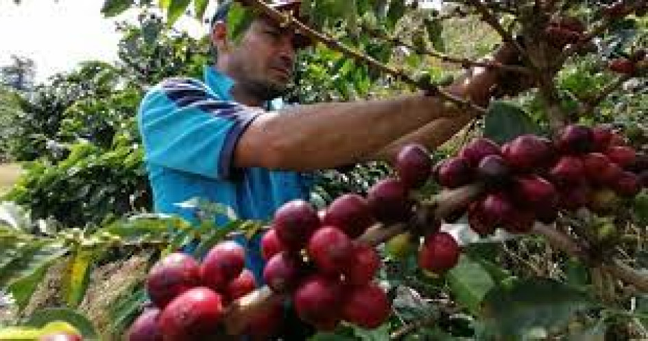 Producción de café