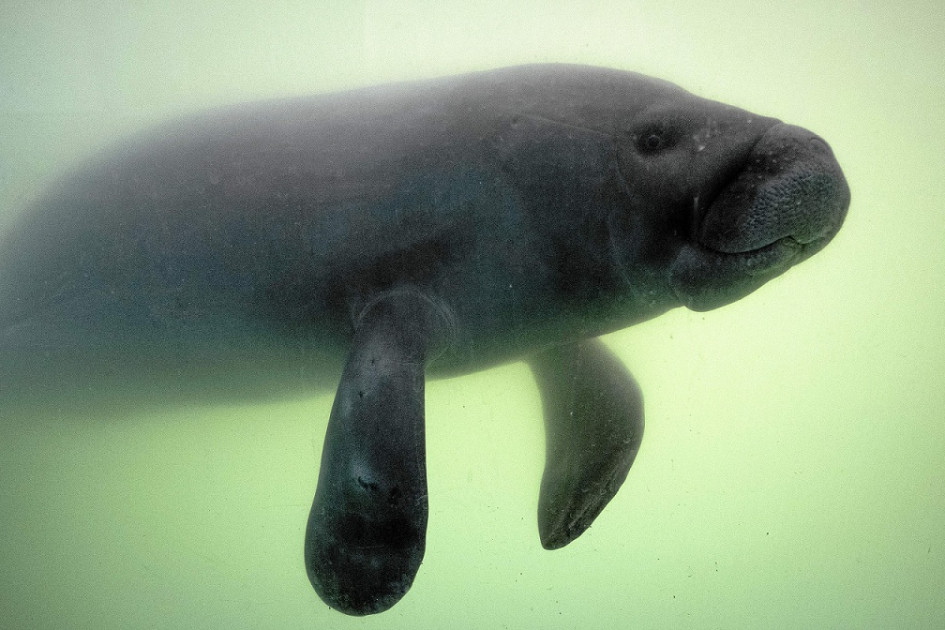 Foto | Ministerio de Medio Ambiente | LA PATRIA El manatí amazónico y del caribe entre las especies amenazadas.
