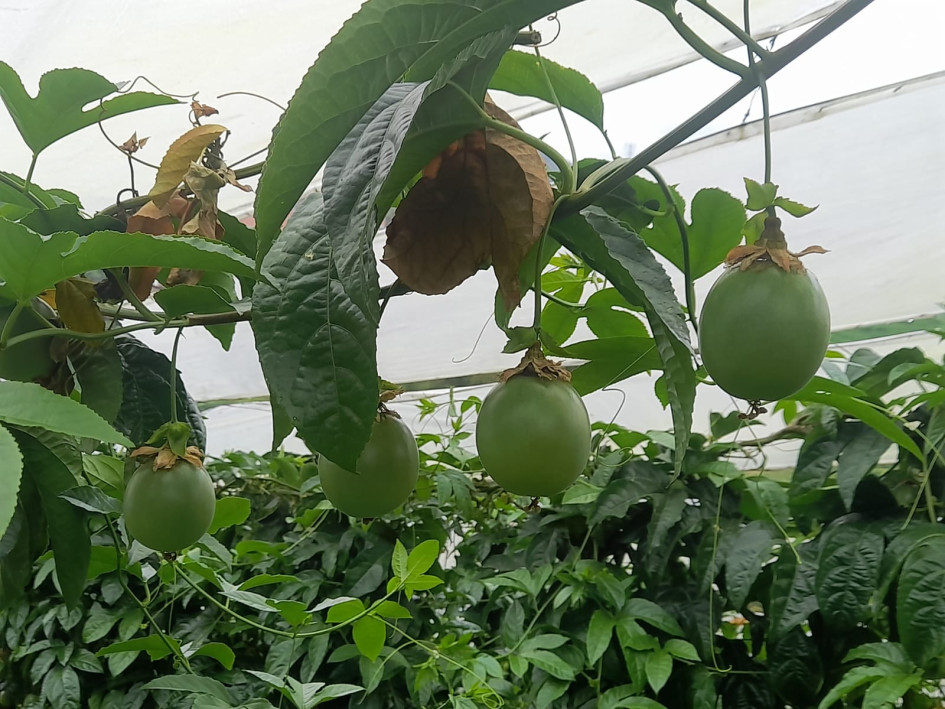 En el Alto de Marianita, a las afueras de Pensilvania, Carlos Betancur posee un cultivo de gulupa de dos años y está a punto de producir la segunda cosecha.
