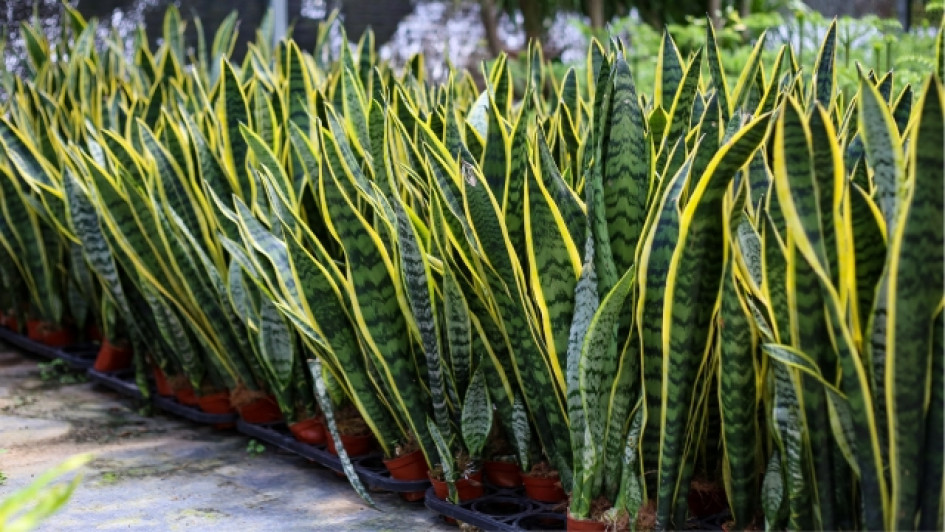 Plantas de lengua de suegra una al lado de la otra en materas.