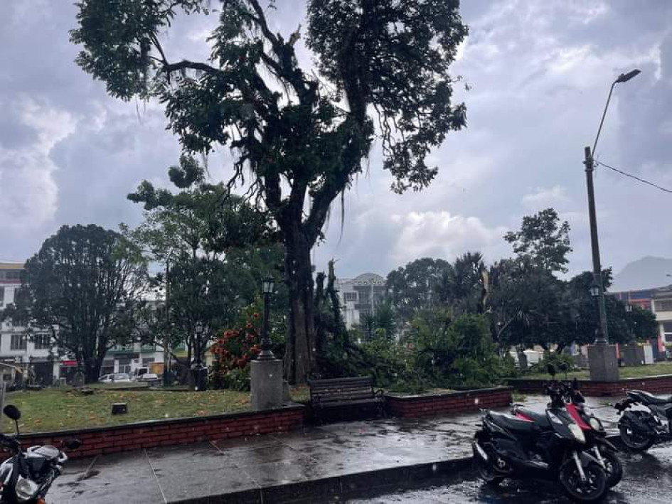 El fuerte aguacero de la tarde de este viernes en Riosucio causó, entre otros daños, la caída de ramas de los árboles.