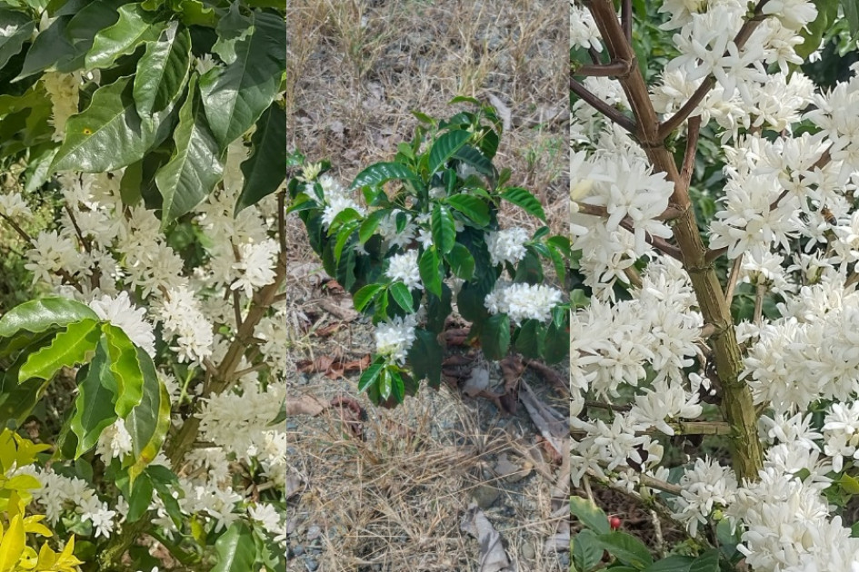 Floraciones de café reportadas en Caldas.