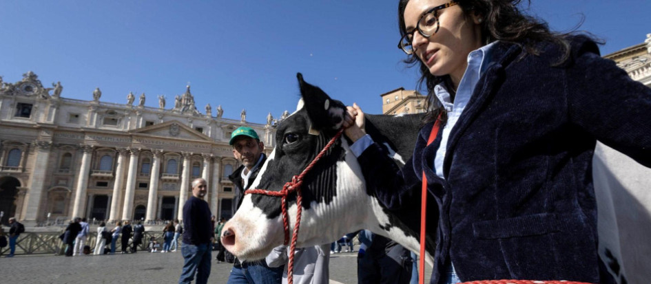 Agricultores de Italia llevaron la vaca "Ercolina" a la plaza del Vaticano.