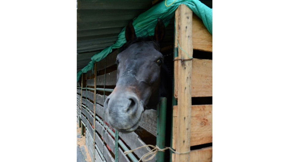 Los ejemplares están listos para participar de los cuatro días de la 67 Feria Equina de Manizales.