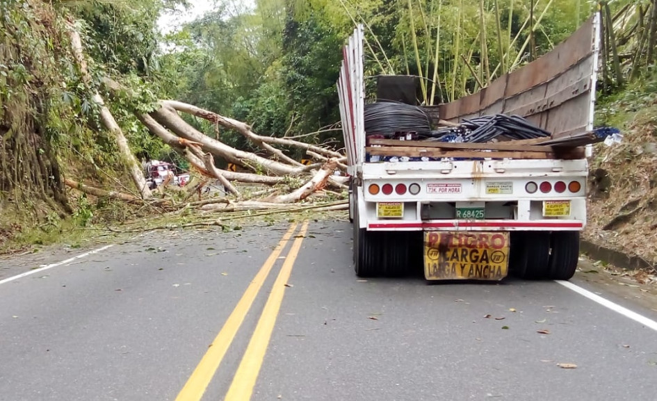 Este es el árbol que obstaculiza el paso en La Manuela, en la vía Manizales-Medellín.