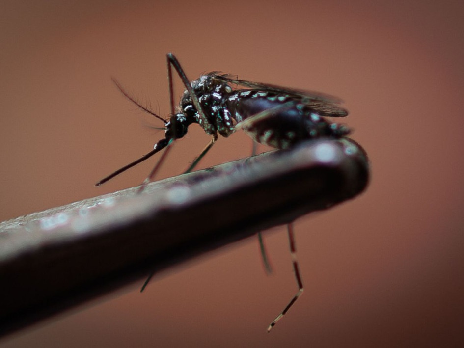 El mosquito Aedes aegypti, transmisor del dengue