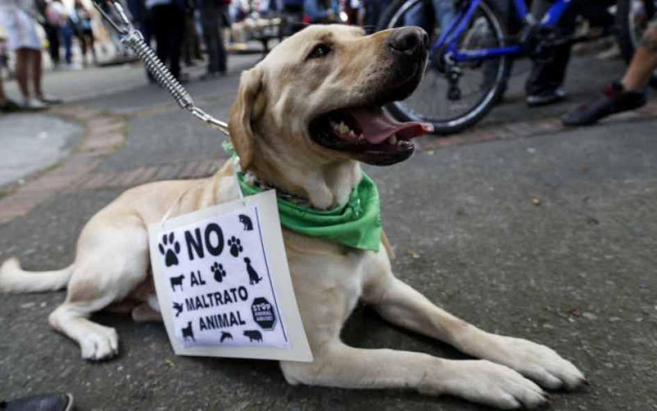 El maltrato animal es un delito excarcelable, pero por haberse hecho delante de menores de edad, la mujer podría pagar la pena en la cárcel de resultar culpable.