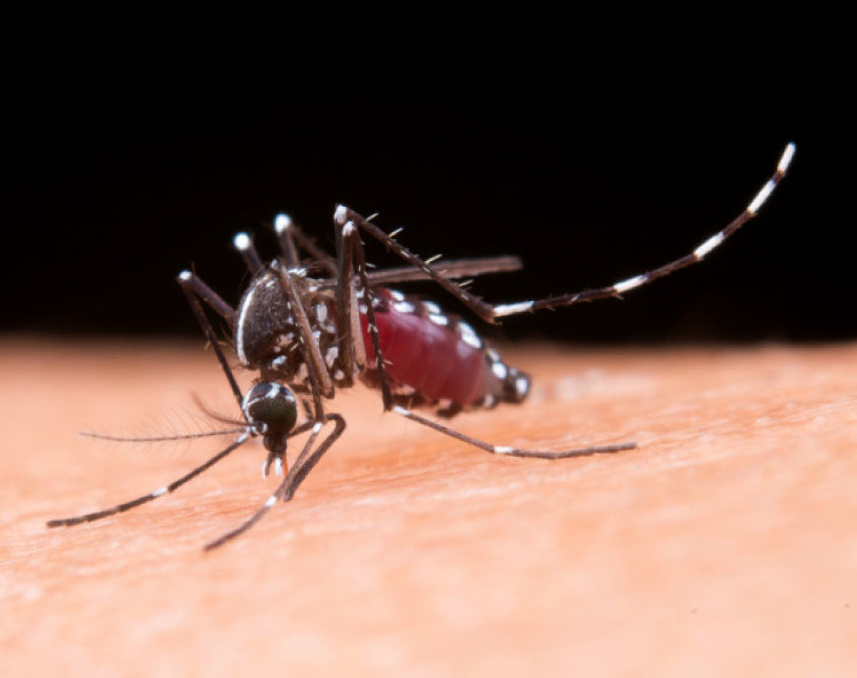 Este es el Aedes aegypti, vector que contagia el dengue.