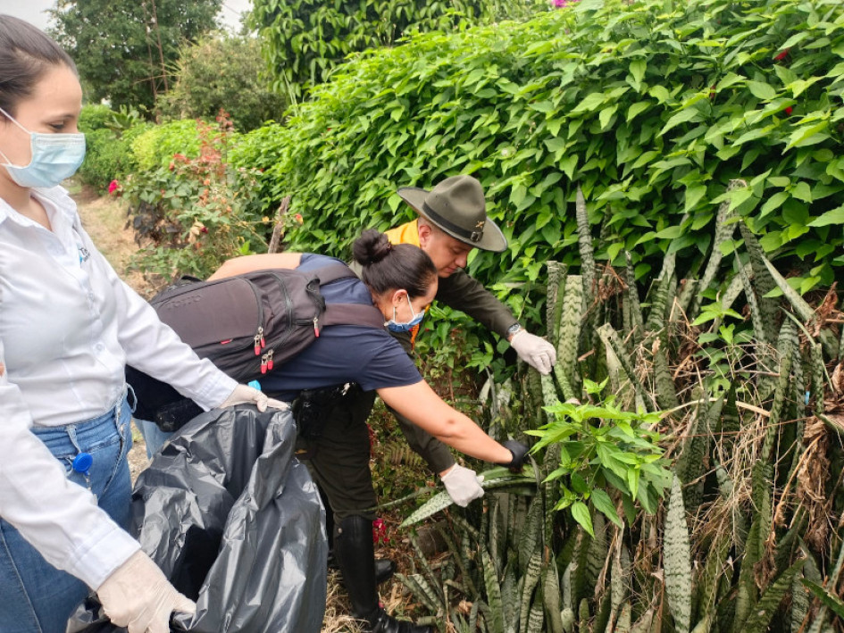 Autoridades locales y policiales de Chinchiná y Arauca (Palestina) avanzan con la campaña contra el caracol africano. Piden no manipularlo sin guantes.