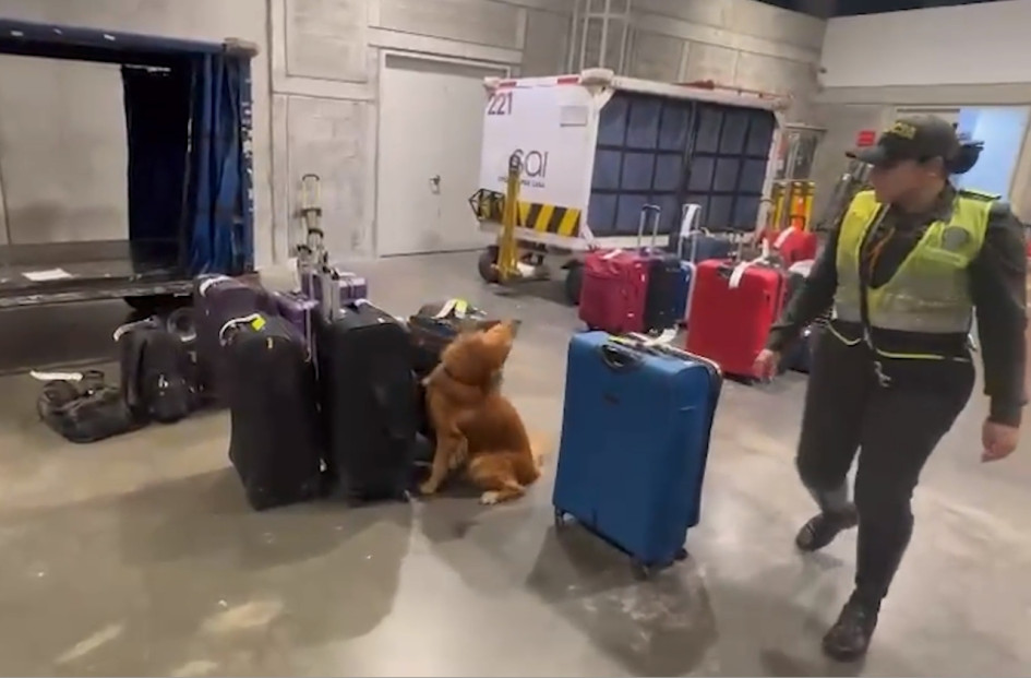 El canino Rubén olfatea las maletas del vuelo internacional Pereira - Washington y detacta cocaína en una de ellas. Hay un capturado.