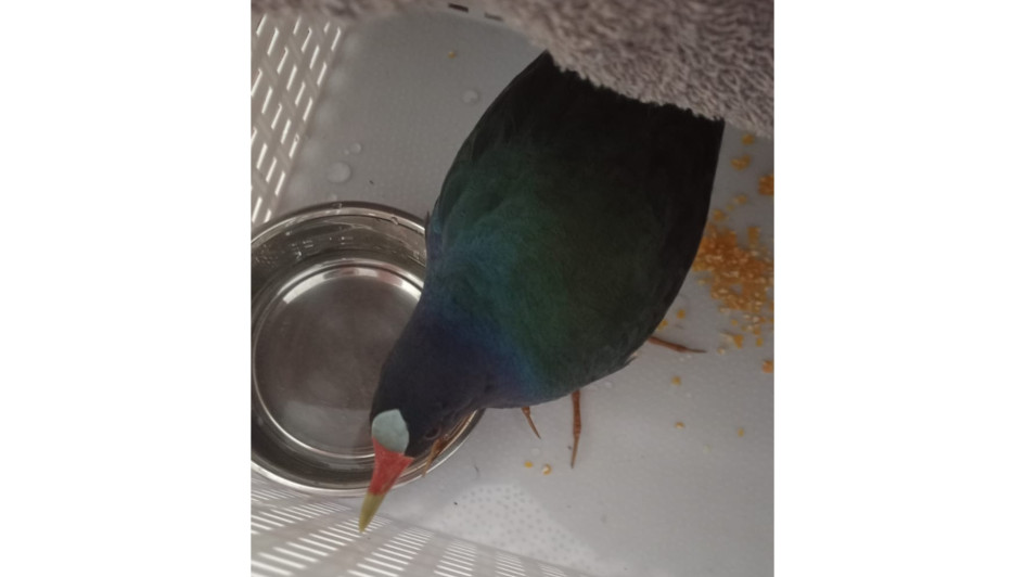 La polla quedó en poder de expertos de Corpocaldas para su recuperación.