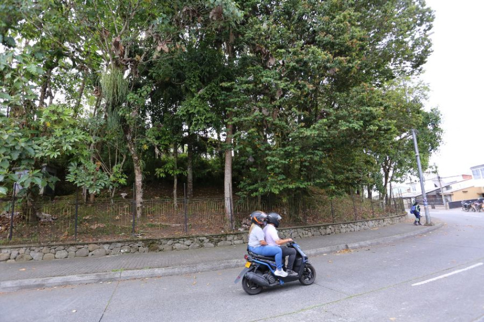 Este es el estado actual de los árboles en el Monumento a los Colonizadores.