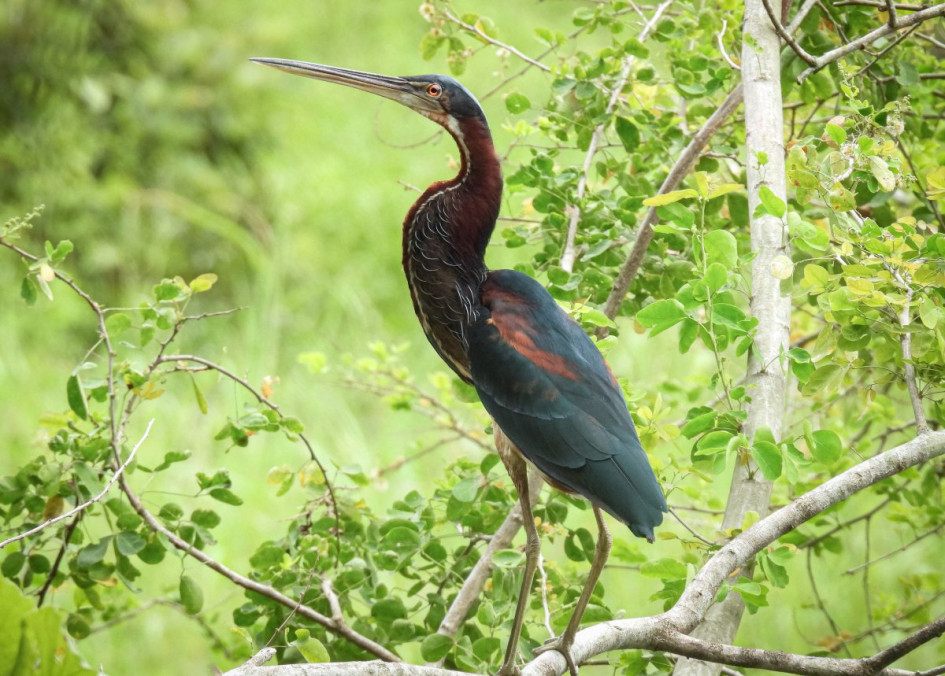 La garza agamí (Agamia agami) el 27 de junio en la charcha de Guarinocito en La Dorada (Caldas).