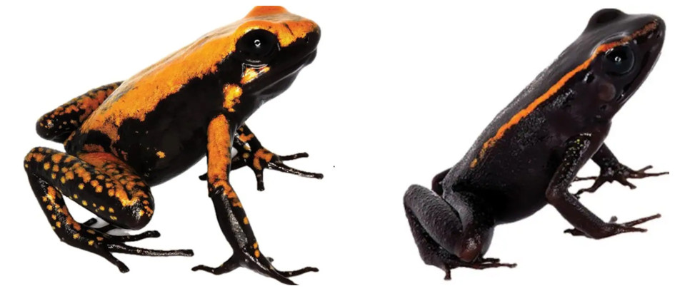 La Phyllobates bezosi fue nombrada así en honor del generoso multimillonarios Jeff Bezos. La Phyllobates samperi lleva el apellido del científico colombiano Cristian Samper, presidente y director ejecutivo de la sociedad para la conservación de la vida silvestre para 65 países.