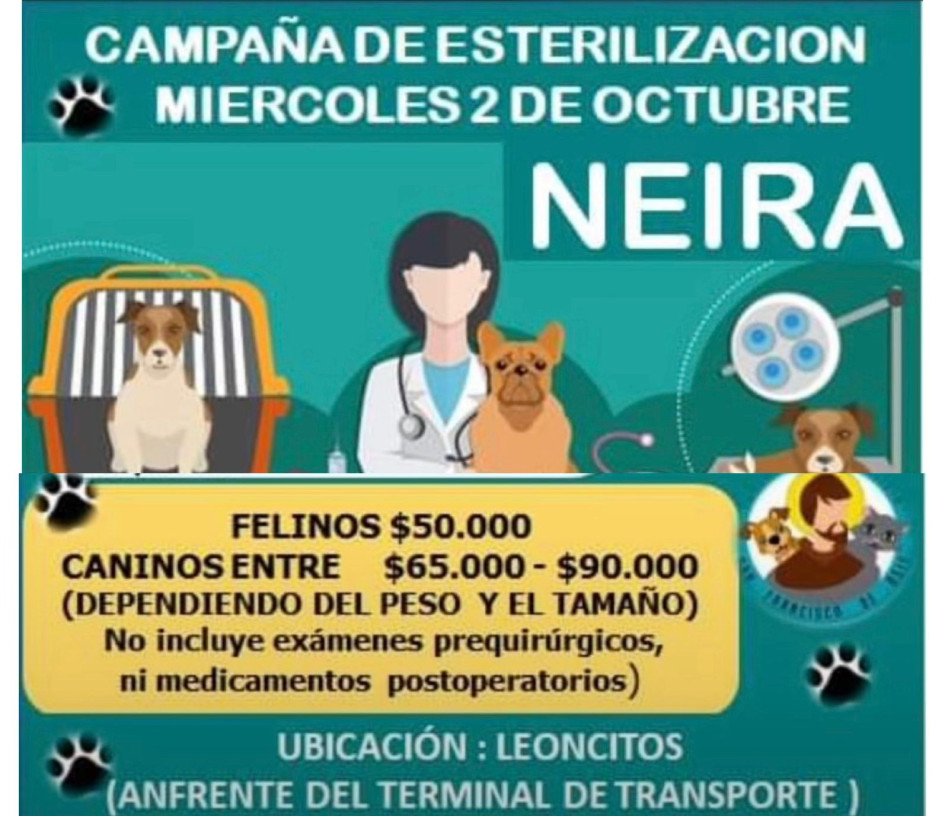 La Fundación San Francisco de Asís realizará campaña de esterilización para perros y gatos en Neira. También visitan zonas rurales del municipio. 