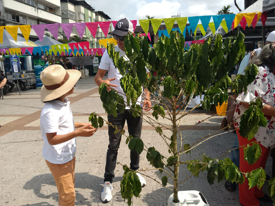 Los recolectores de café participan a esta hora de la mañana en la Segunda Feria Cafetera de Chinchiná. Andan entretenidos con las actividades.