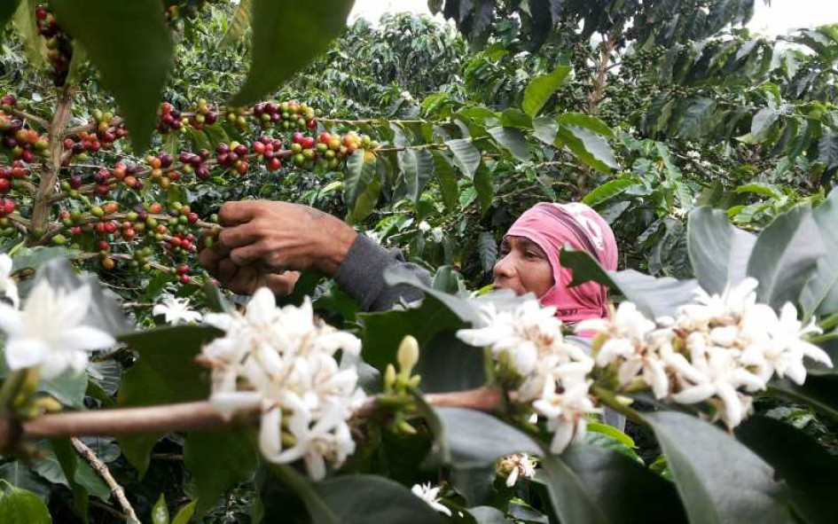 El café será el protagonista de las fiestas de Chinchiná. Inician este viernes y se extenderán hasta el próximo lunes. En la vereda El Trébol le rendirán un homenaje a los recolectores, mientras que en el Parque de Bolívar, a la cosecha cafetera.